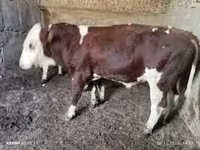 Bik, Simmental cattle — fotografija 7