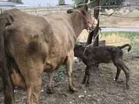 암소, Simmental cattle — 사진 1