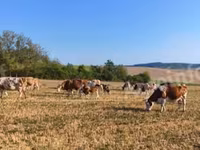 Krava, Maďarské šedé plemeno — foto 4