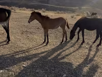 مادیان, Thoroughbred horse — عکس 2