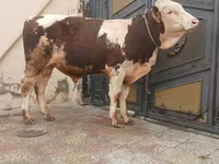 Bulle, Simmental cattle — Foto 1