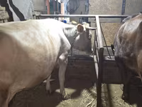 گاو ماده, Simmental cattle — عکس 1