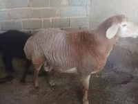 Beran, Arashan sheep — foto 3