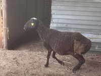 Kambing jantan, Sheep — foto 4