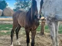 Merrie, Shagya — foto 4