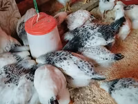 Chickens — акс 3