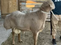 Қӯчқор, Edilbay sheep — акс 1