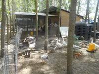 Geese — Foto 1