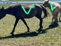 Kobila, Horse breed — fotografija 1