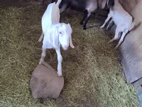 بز نر, Nubian Goat — عکس 2