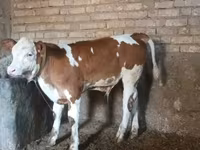 Bou, Simmental cattle — foto 2