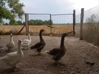 Geese — zdjęcie 3
