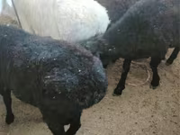 Kambing betina, Sheep — foto 3