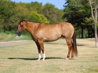 Kobyła, Quarter Horse — zdjęcie 2