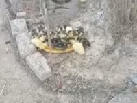 Ducks — 写真 3