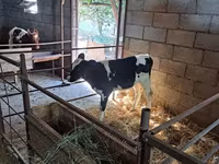 Bou, Rasa Holstein — foto 2