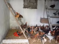 Chickens — عکس 1