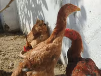 Chickens — عکس 5