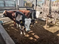 황소, Simmental cattle — 사진 2