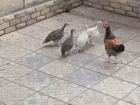 Chickens — عکس 2