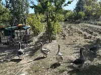 Geese — foto 3