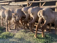 Owca, Arashan sheep — zdjęcie 6
