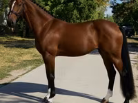 Hoppe, Hanoverian — foto 3
