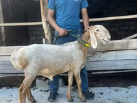 میش, Edilbay sheep — عکس 1