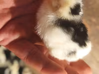 Chickens — عکس 1