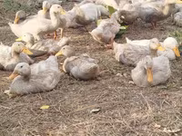 Domestic Muscovy — foto 2