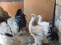 براهما — عکس 3