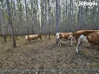 Lembu betina, Simmental cattle — foto 5