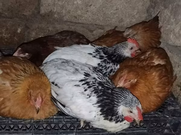 Chickens