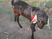 ஆண் வெள்ளாடு, Nubian Goat — புகைப்படம் 2