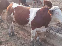 Bik, Simmental cattle — fotografija 3