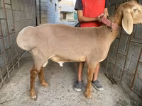 Montone, Arashan sheep — foto 3
