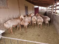 Ovan, Arashan sheep — fotografija 1