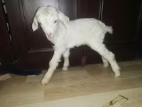 Koza, Nubian Goat — zdjęcie 7