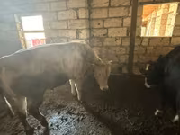 Stier, Roodgevlekte ras — foto 3