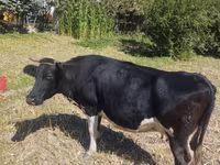 گاو ماده, Russian Black pied cattle — عکس 1