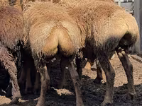Beran, Arashan sheep — foto 4