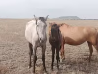 مادیان, اسب — عکس 2