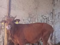 Cow, Cattle — photo 2