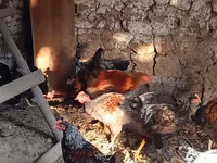 Chickens — foto 4