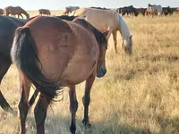 Kuda betina, Kazakh horse — foto 2