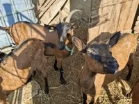 Țap, Alpine goat — foto 1