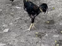 Chickens — عکس 4