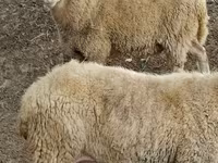 Baran, Assaf sheep — zdjęcie 1