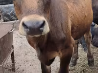 วัวตัวเมีย, Swiss cattle — รูปภาพ 1