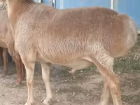 Qoç, Rhon sheep — foto 1